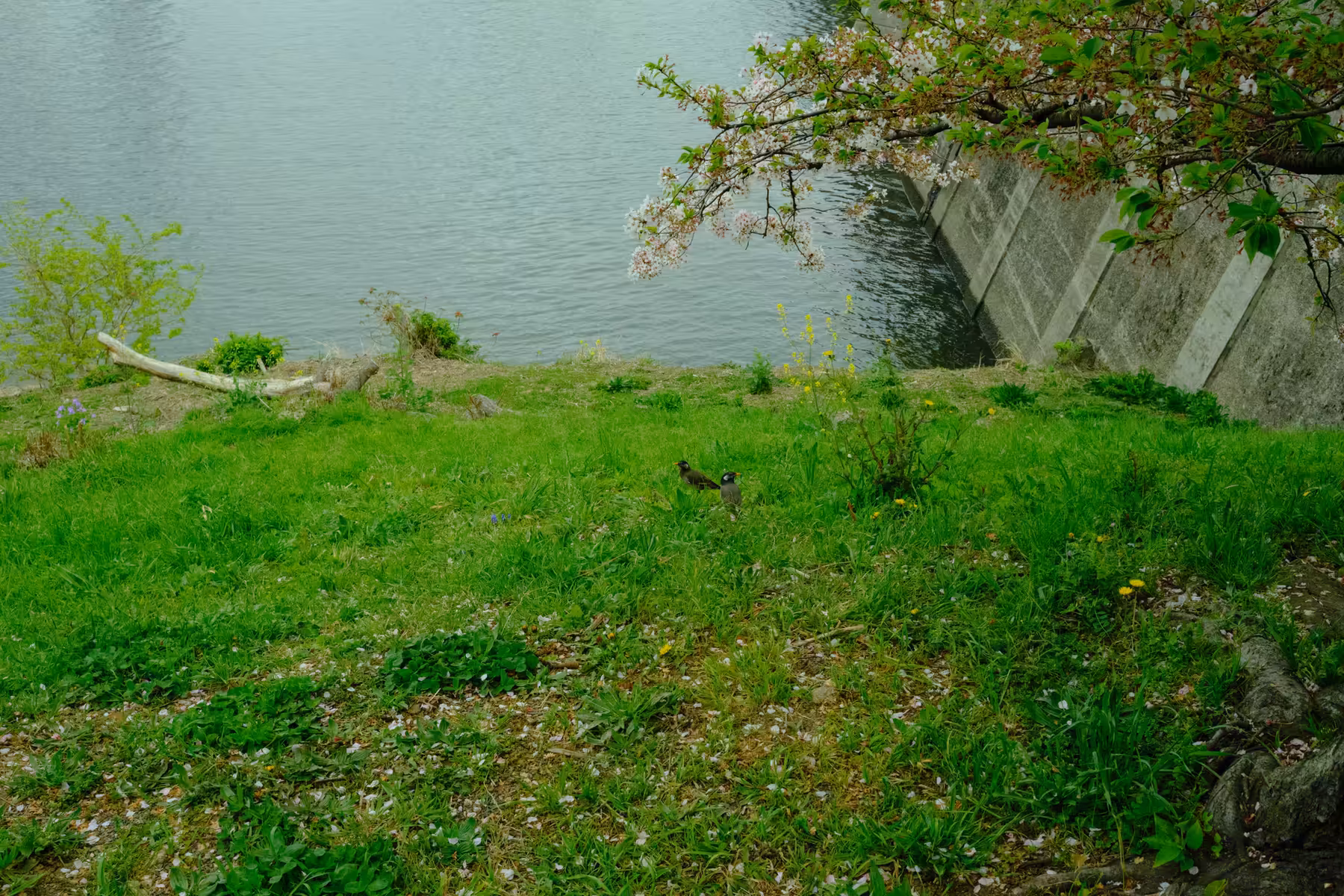 DSCF0263